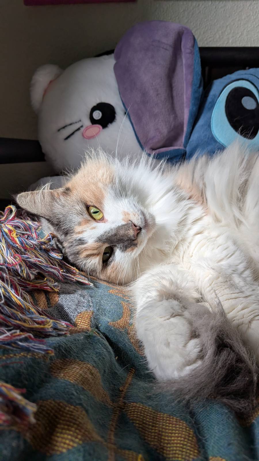 Cute cat